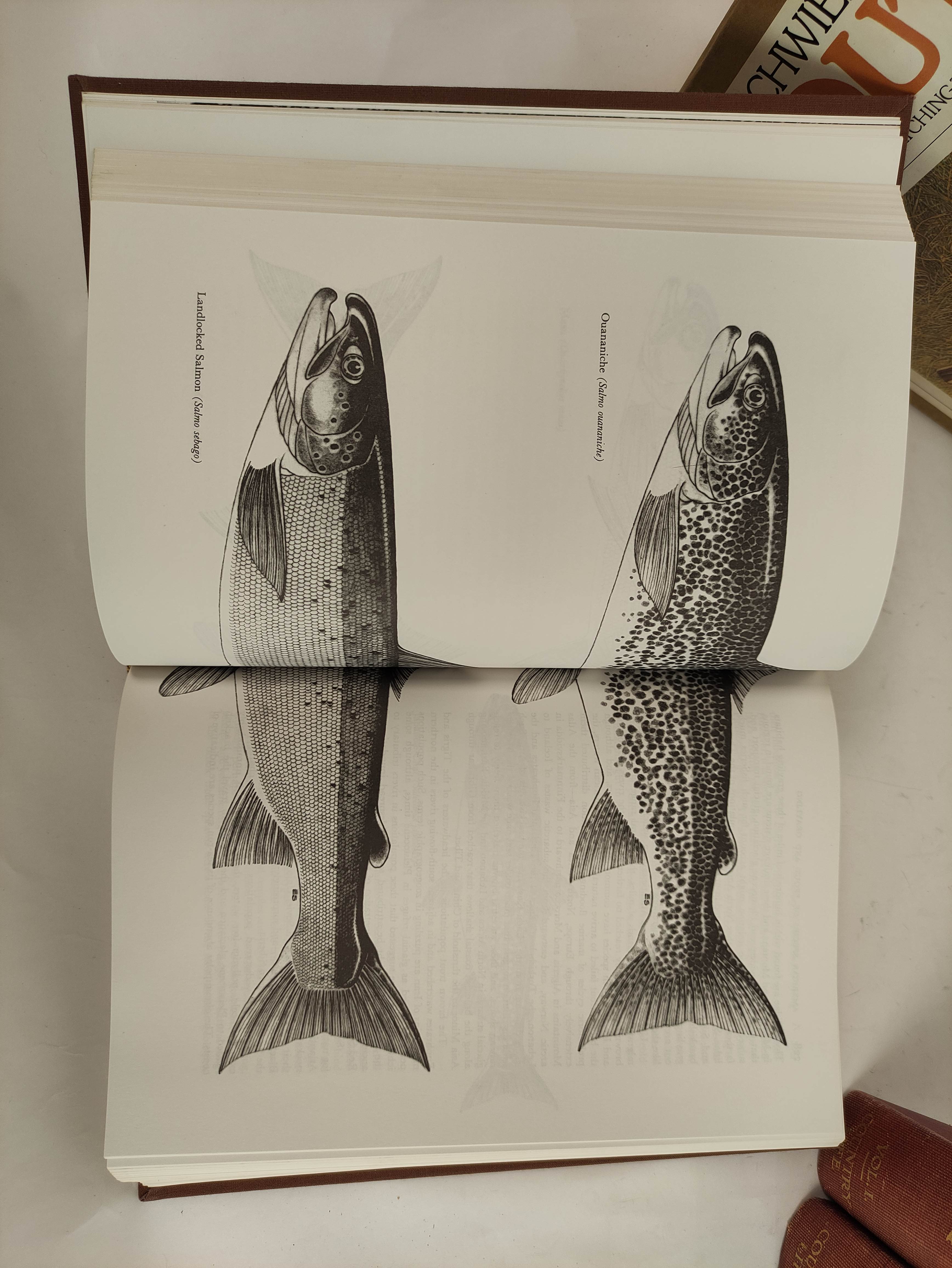 SCHWIEBERT ERNEST.  Trout. 2 vols. Col. & other illus. Orig. brown cloth in slip case. 1979; also - Image 4 of 6