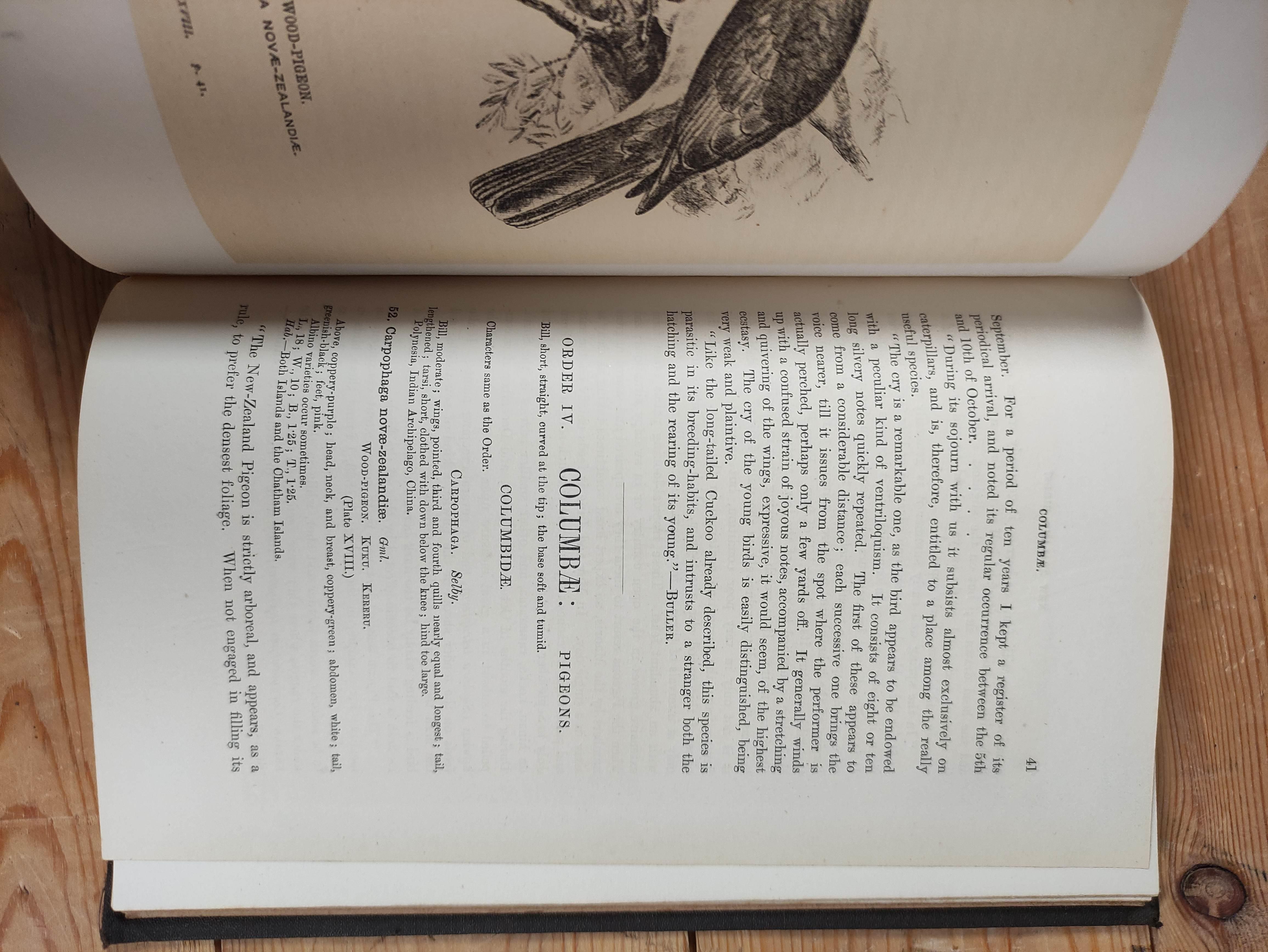 BULLER W. L.  Manual of the Birds of New Zealand. litho frontis & plates & text illus. Adverts at - Image 12 of 16