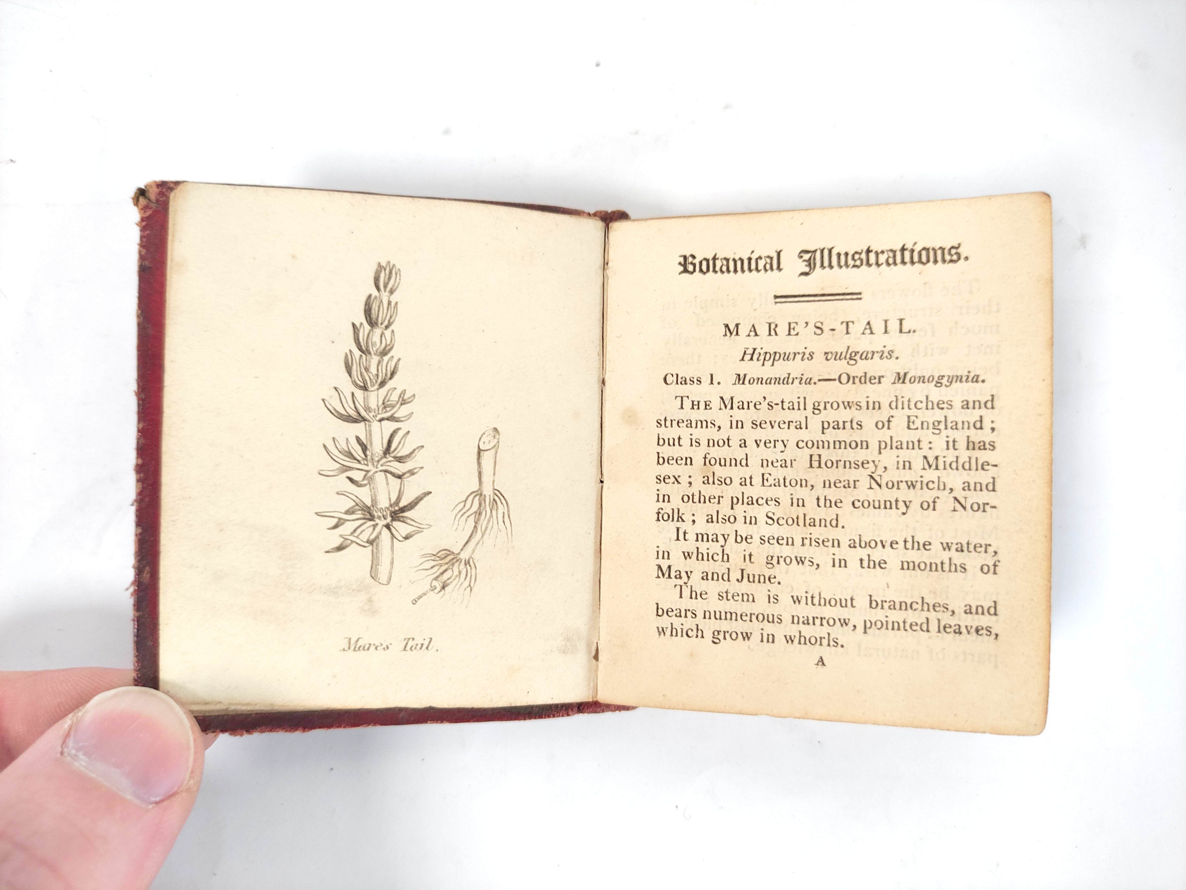 DARTON HARVEY & DARTON (Pubs).  Botanical Illustrations of the Twenty-Four Classes in the Linnaean - Image 4 of 5