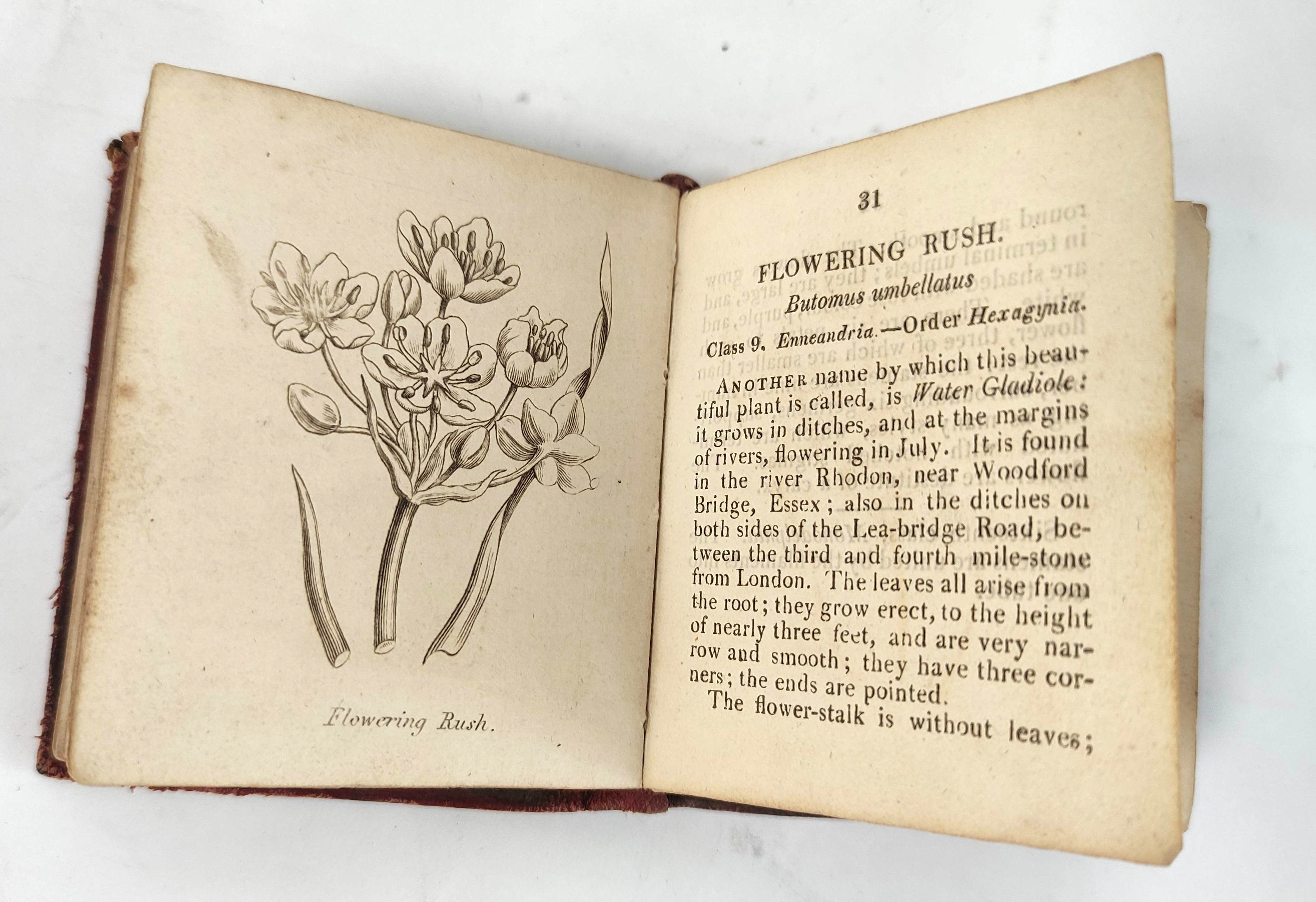 DARTON HARVEY & DARTON (Pubs).  Botanical Illustrations of the Twenty-Four Classes in the Linnaean - Image 5 of 5