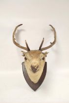 Taxidermy hunting trophy in the form of a 19th century fallow deer head, fixed to a shield shaped