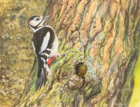 JAMES RENNY (Sri Lankan b1946) *ARR* Greater Spotted Woodpecker Acrylic painting, signed and dated