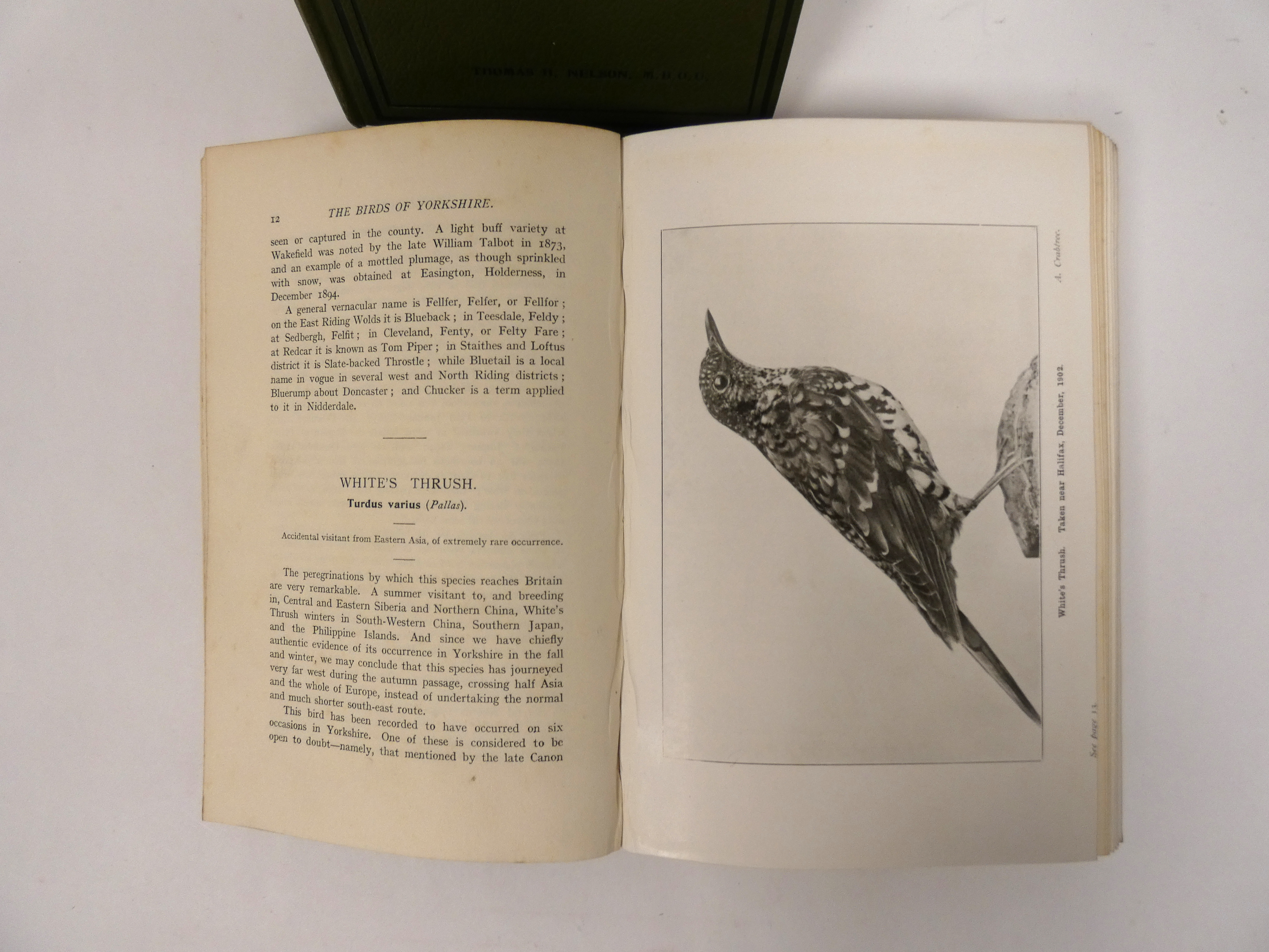 NELSON T. H.  The Birds of Yorkshire. 2 vols. Col. titles & many illus. Orig. green cloth. 1907. - Image 3 of 4