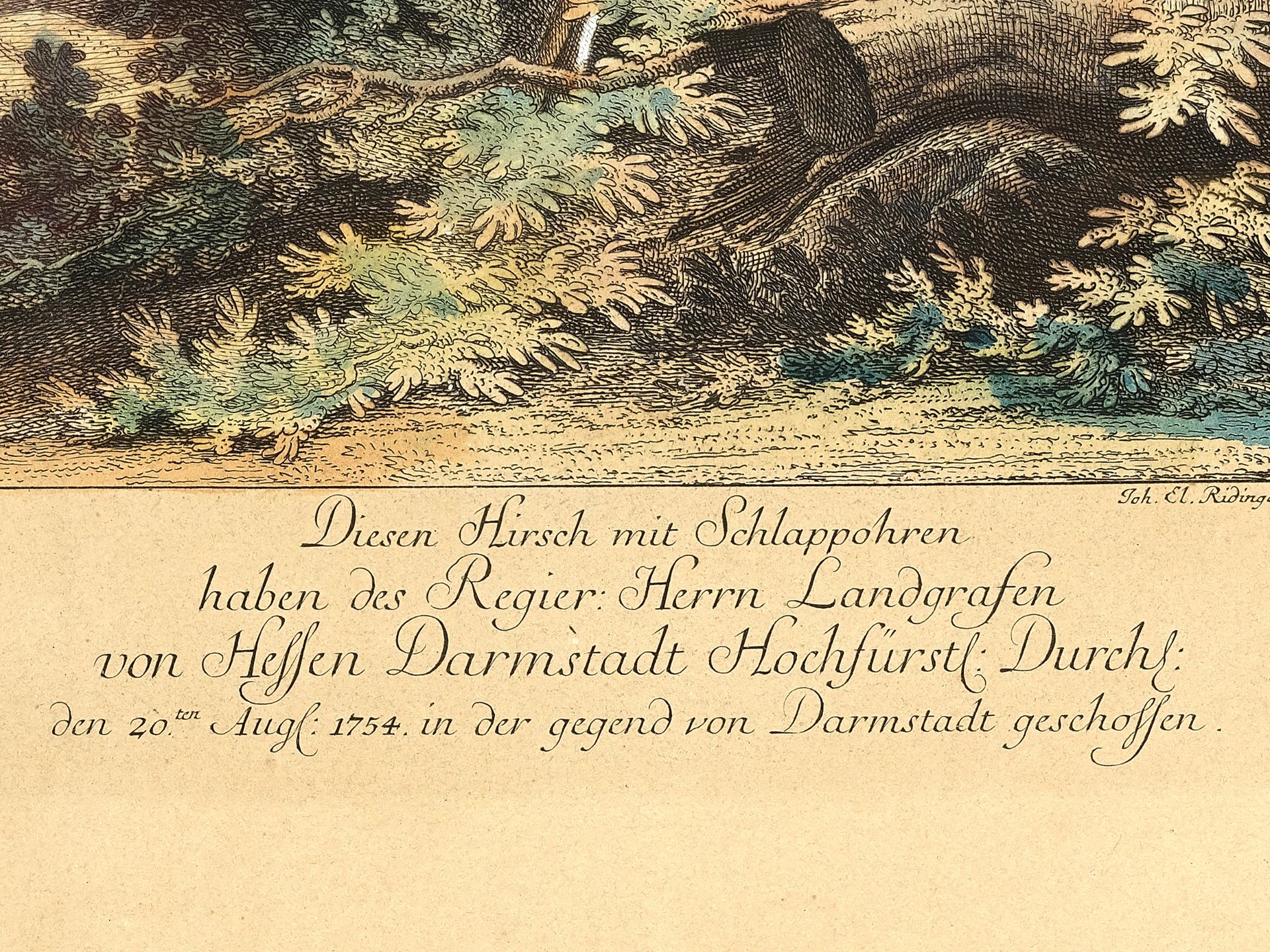 Johann Elias Ridinger, Ulm 1698 - 1767 Augsburg, Stag with floppy ears - Image 3 of 4