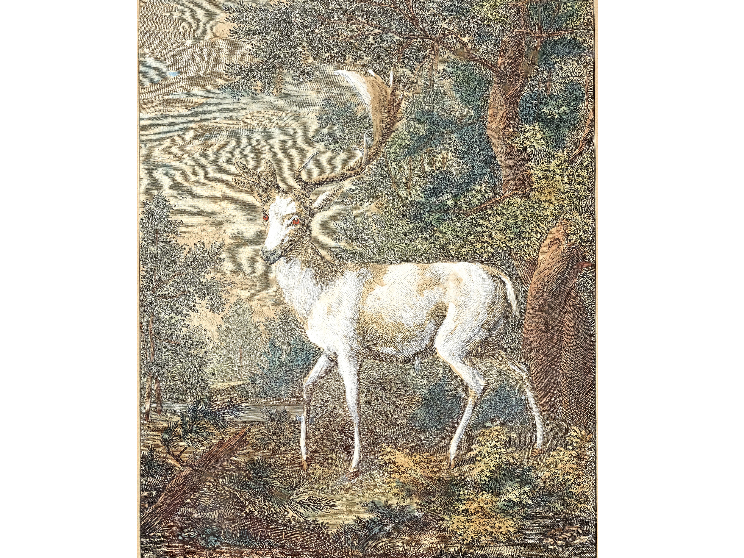 Johann Elias Ridinger, Ulm 1698 - 1767 Augsburg, Fallow deer