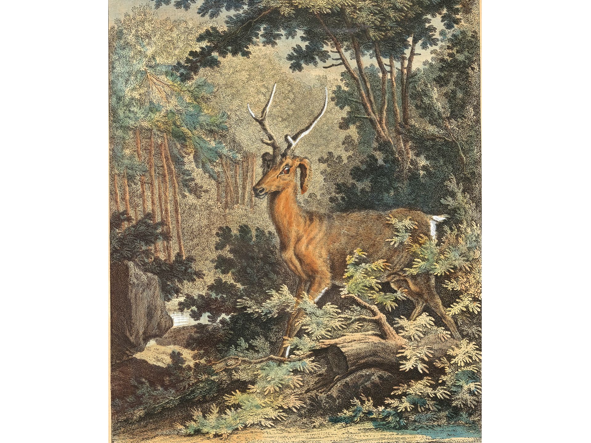 Johann Elias Ridinger, Ulm 1698 - 1767 Augsburg, Stag with floppy ears