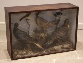 TAXIDERMY: A cased taxidermy display of large proportions, containing a Himalayan Monal, a