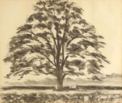 Johnny Dewe Mathews (contemporary British), Study of a broad leaved tree, Charcoal on paper,