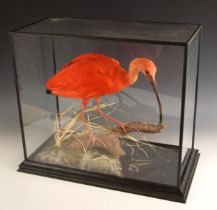 TAXIDERMY: A cased captive bred Scarlet Ibis by Brian Lancaster of Bedale, modelled standing on a