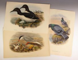 John Gould (British, 1804–1881) et al, fifteen hand-coloured ornithological lithographs taken from