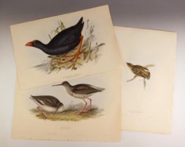 John Gould (British, 1804–1881) and Elizabeth Gould, six hand-coloured ornithological lithographs