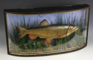 TAXIDERMY: A Victorian taxidermy Chub, late 19th century, the specimen mounted against a blue ground