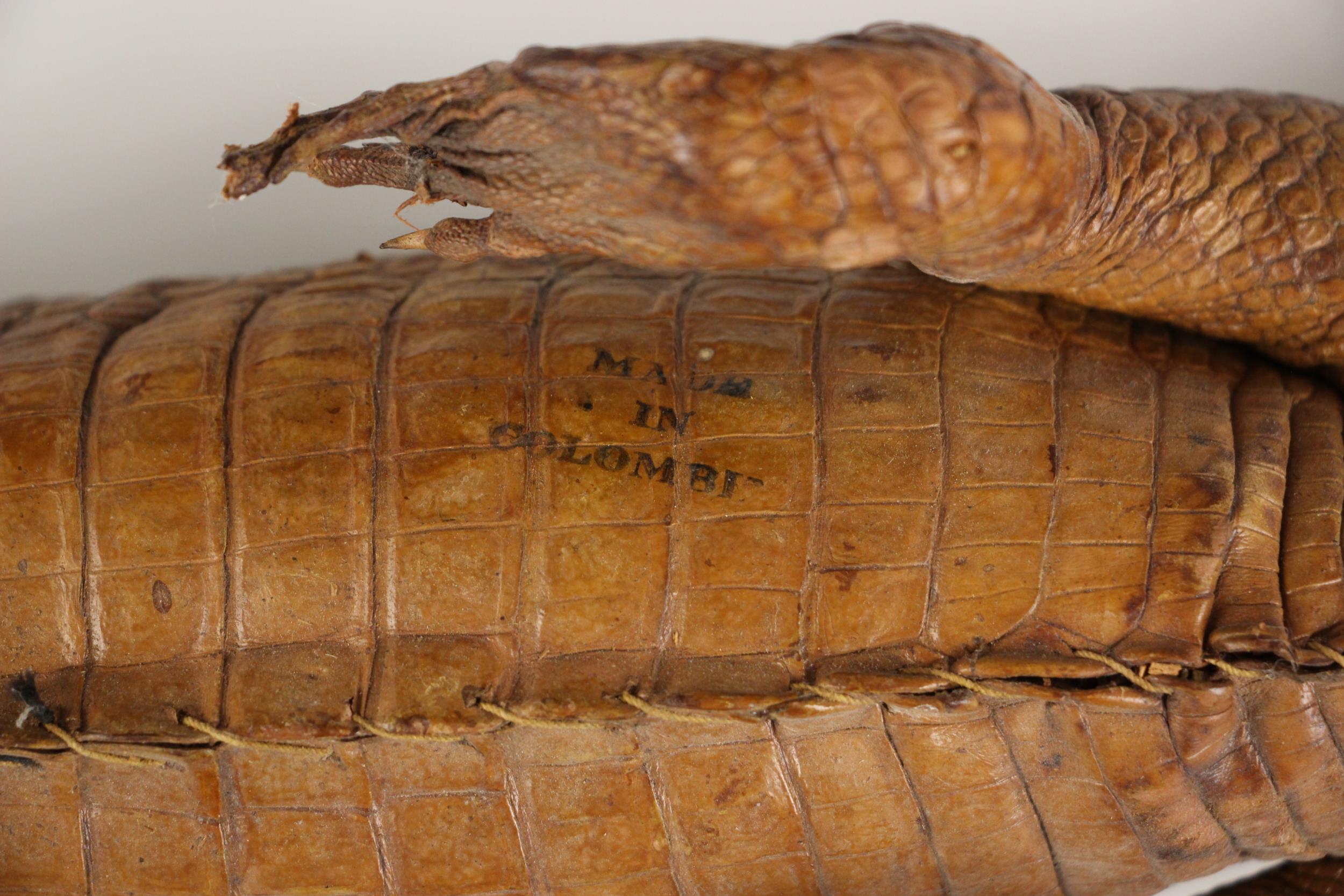 TAXIDERMY: A taxidermy crocodile of small proportions, early 20th century, possibly a Spectacled - Image 2 of 2