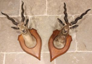TAXIDERMY: A pair of taxidermy gazelle masks by Theobald Brothers of Mysore India, 19th century,