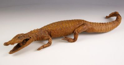 TAXIDERMY: A taxidermy crocodile of small proportions, early 20th century, possibly a Spectacled