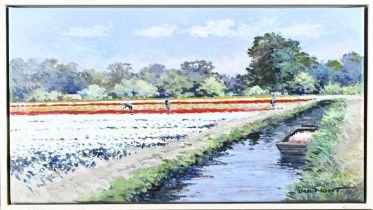 Van Noort, Dutch flower bulb fields with growers