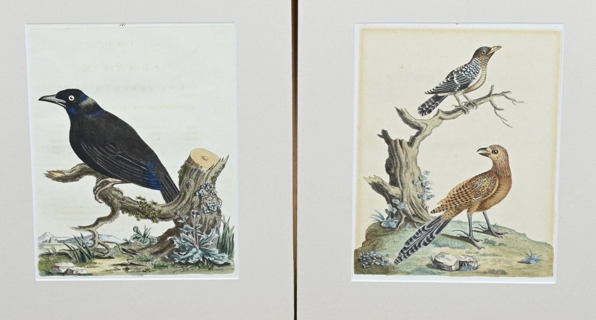 2x Peter Brown, Engravings