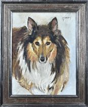 CJ Mension, Portrait collie dog