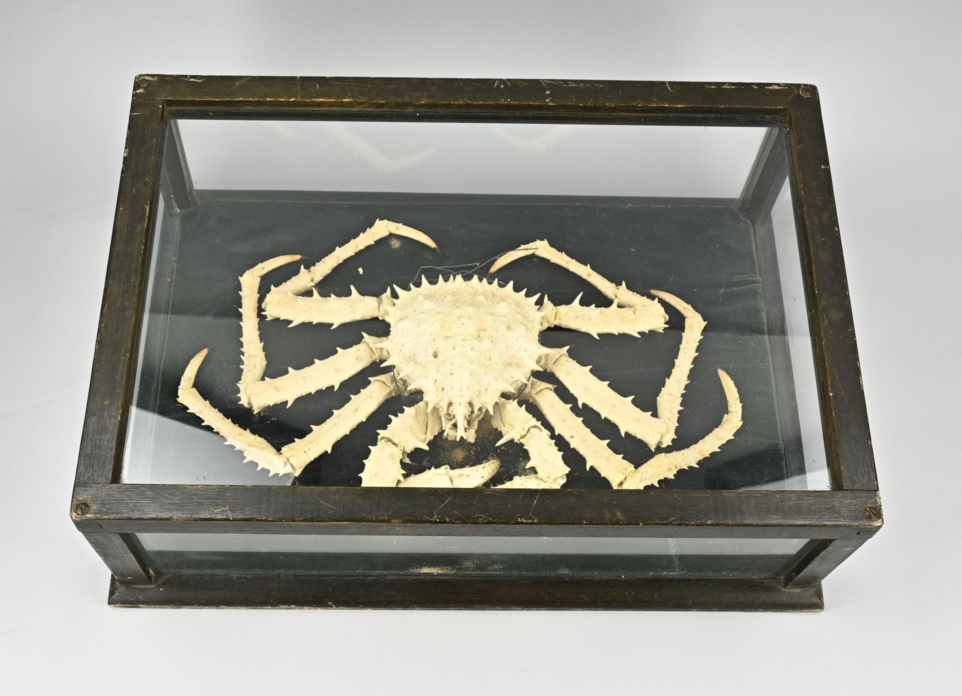 Norwegian king crab - Bild 2 aus 2