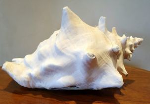 Large Caribbean Conch Shell, approximately 13 inches in length