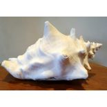 Large Caribbean Conch Shell, approximately 13 inches in length