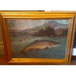 Gilt Framed Print of a Leaping Brown Trout