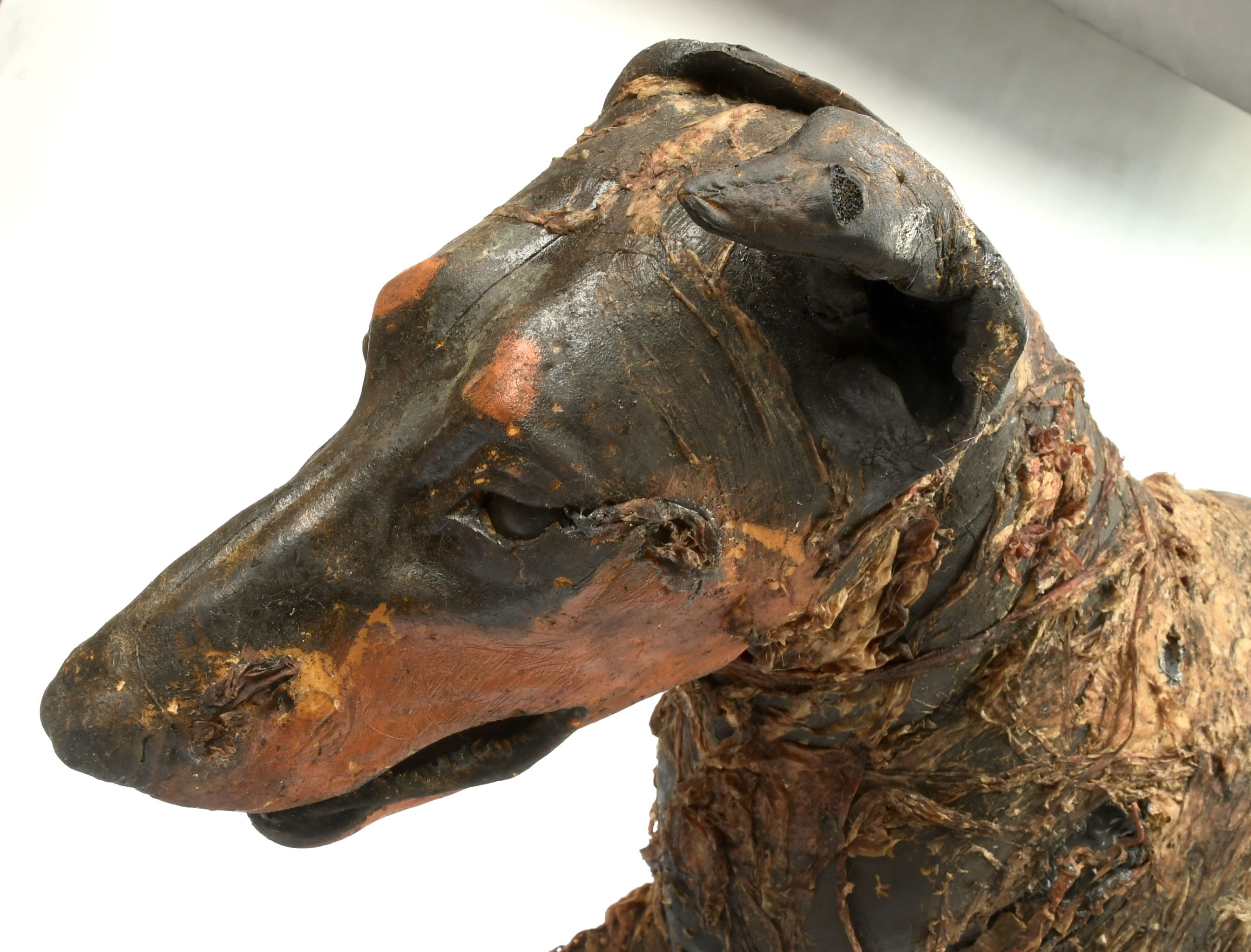 Original Resident Evil (2002) Doberman Zombie Dog Prop - Image 2 of 5