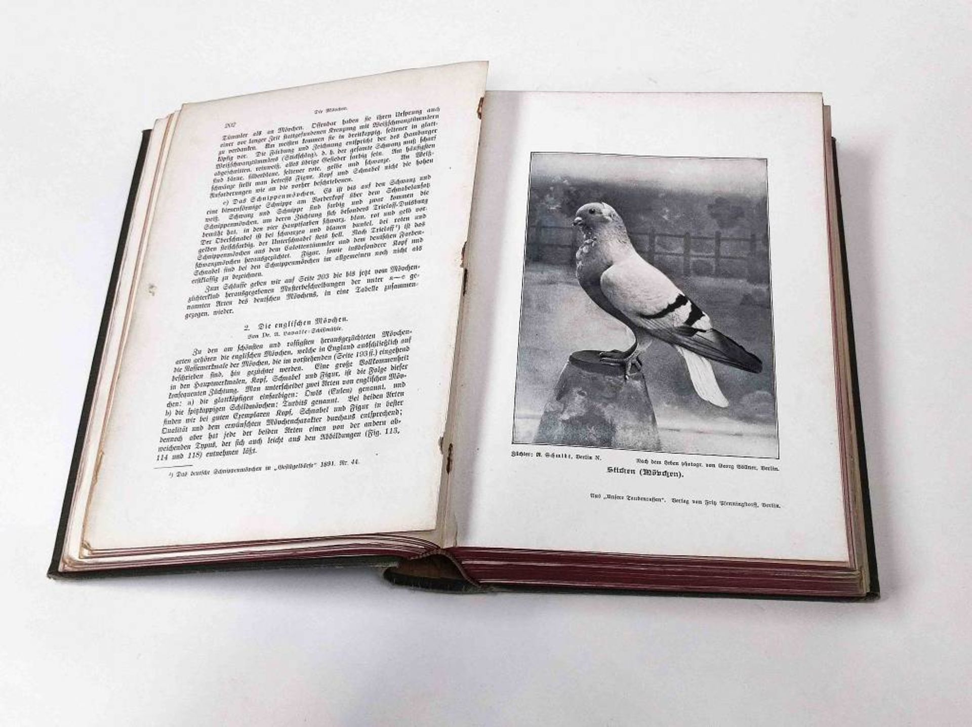 Antikes Buch Unser Hausgeflügel Taubenrassen - Bild 2 aus 3