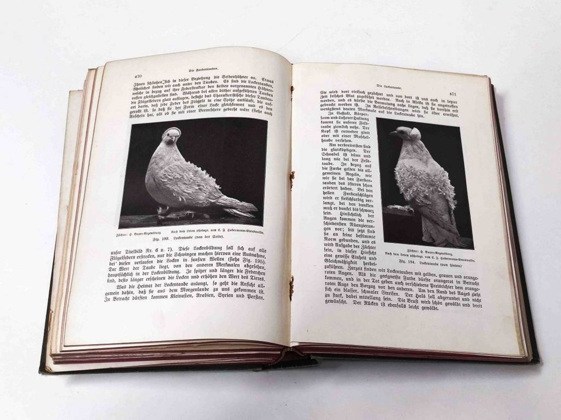 Antikes Buch Unser Hausgeflügel Taubenrassen - Bild 3 aus 3