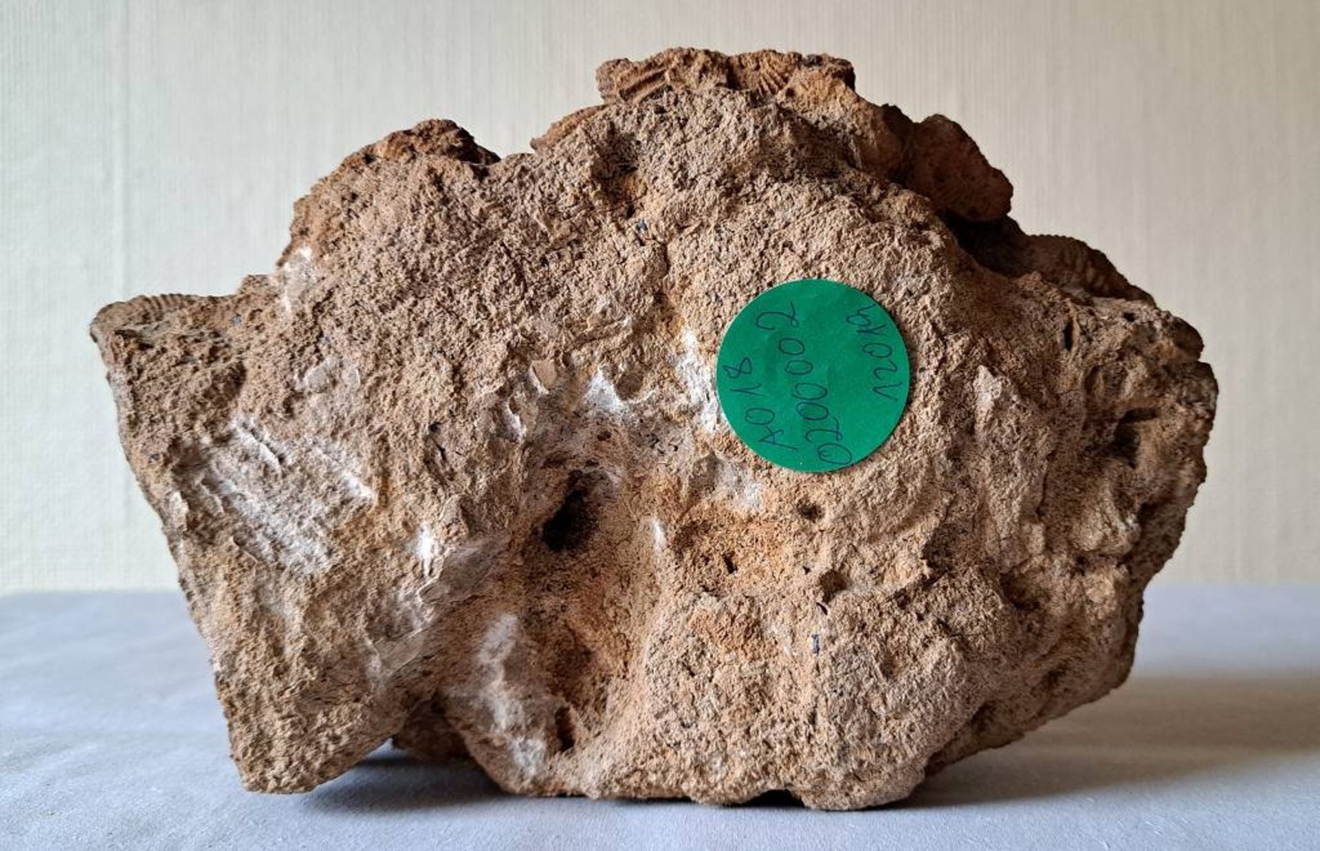 Fossil versteinerte Schnecken