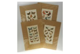 Set of Four Mixed Butterfly prints