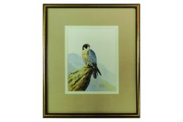 Peregrine Falcon watercolour by Bruce Henry