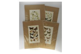Set of Four Mixed Butterfly Prints