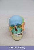 Osteopathic 22 Part Skull, Didactic Version