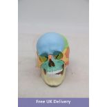 Osteopathic 22 Part Skull, Didactic Version