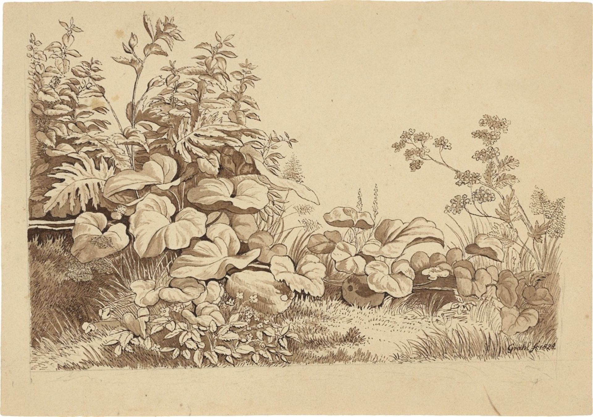 August Grahl. Two studies of herbs. 1828 - Image 2 of 2