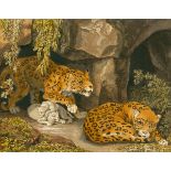 Johann Heinrich Wilhelm Tischbein. Ein Leopard und eine Leopardin mit zwei Jungen am Ei…. Um 1810/20