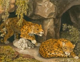 Johann Heinrich Wilhelm Tischbein. Ein Leopard und eine Leopardin mit zwei Jungen am Ei…. Um 1810/20