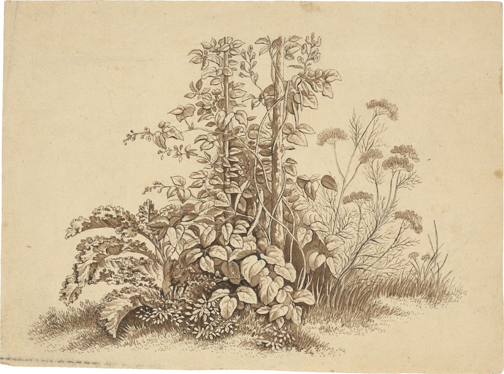 August Grahl. Two studies of herbs. 1828