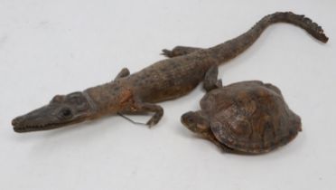 Small taxidermy crocodile and turtle, largest L: 35 cm. UK P&P Group 2 (£20+VAT for the first lot