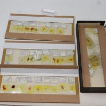 Selection of mixed human biology slides, boxed. Not available for in-house P&P