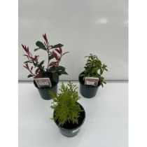 Three mixed shrubs. Not available for in-house P&P