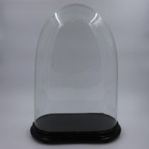 Very large Victorian glass dome and base H: 69 cm, base W: 24 cm. Not available for in-house P&P