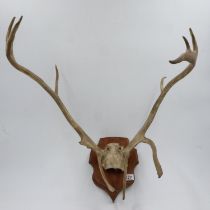 Shield mounted deer antlers, H: 65 cm. Not available for in house postage