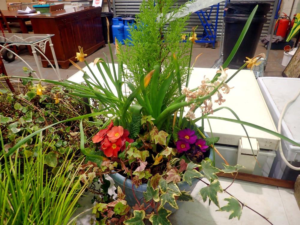 Potted conifer with polyanthus and ivy. Not available for in-house P&P