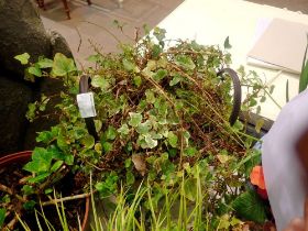 Potted ivy in a basket. Not available for in-house P&P