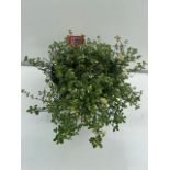 Silver Queen Fragrent Garden Thyme perennial shrub. Not available for in-house P&P