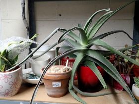 Shelf of mixed plants. Not available for in-house P&P