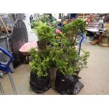 Two conifer trees. Not available for in-house P&P