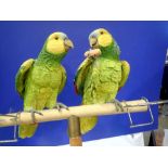 Full sized pair of cast parrots on a perch, stand requires attention, assembled H: 117 cm. Not